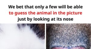 We believe that only a few people will be able recognize the animal in the picture based on its nose.