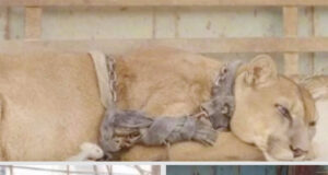 (VIDEO) After 20 Years in Captivity, See a Circus Lion’s Emotional Reaction to Freedom