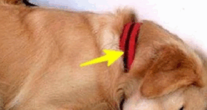 The dog keeps coming to a womans house and just slept and one day this note was attached to his collar