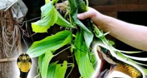 Uproot These Plants Immediately