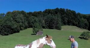 (VIDEO)Man Begins Dancing, but His Horse Takes Center Stage