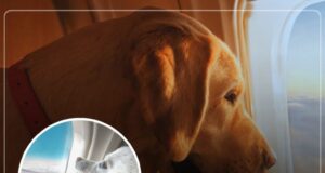 Airlines That Will Allow Dogs and Cats in The Cabin