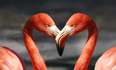 Animals